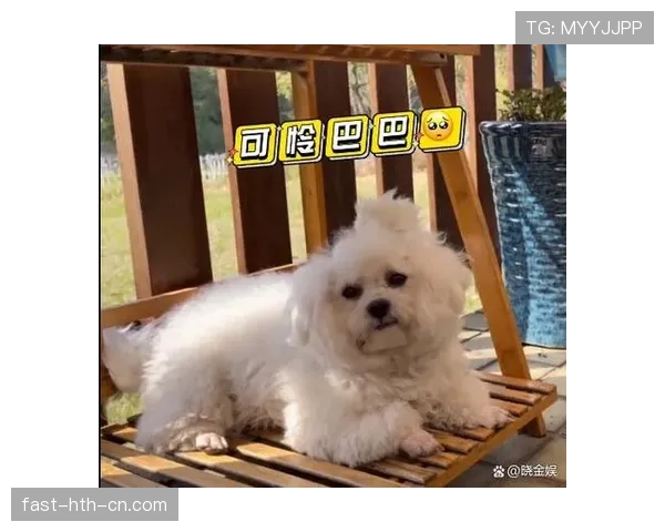 孙悦家的狗都比我家吃得好